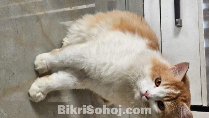 Persian Male Cat